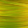 M01149007.1-closeup.jpg